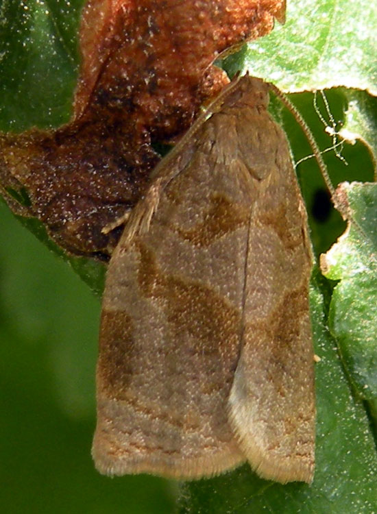 Tortricidae: tentativi di identificazione